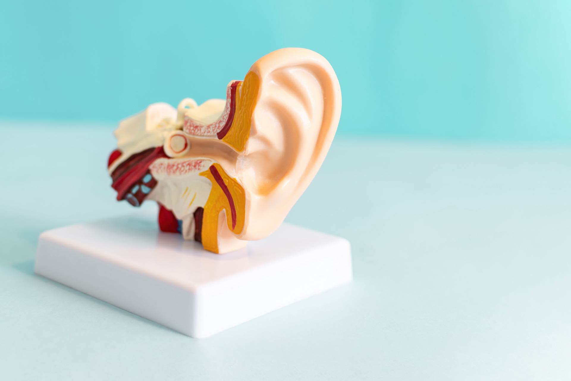 l'òbul de l'orella